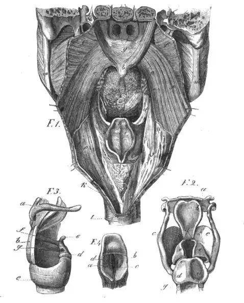 Die Gartenlaube (1855) b 571.jpg Das Stimmorgan bei Mensch und Thier