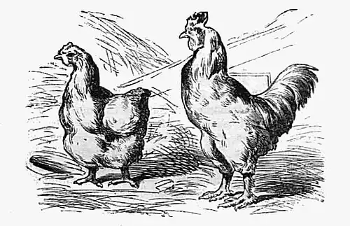 Die Gartenlaube (1855) b 578.jpg