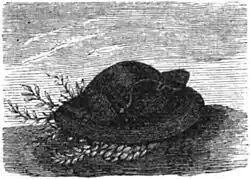 Die Gartenlaube (1856) b 116 1.jpg Napoleon’s Hüte 4