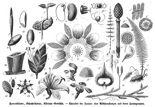 Die Gartenlaube (1856) b 373.jpg Farrenkräuter, Schachtelhalme, Bärlapp-Gewächse ....