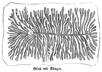 Die Gartenlaube (1857) b 008 5.jpg Glied mit Eilager