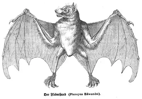 Die Gartenlaube (1857) b 705.jpg Der Flederhund (Pteropus Edwardsi)