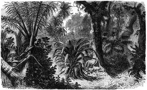 Die Gartenlaube (1858) b 049.jpg Ein brasilianischer Urwald (Richard Illner)
