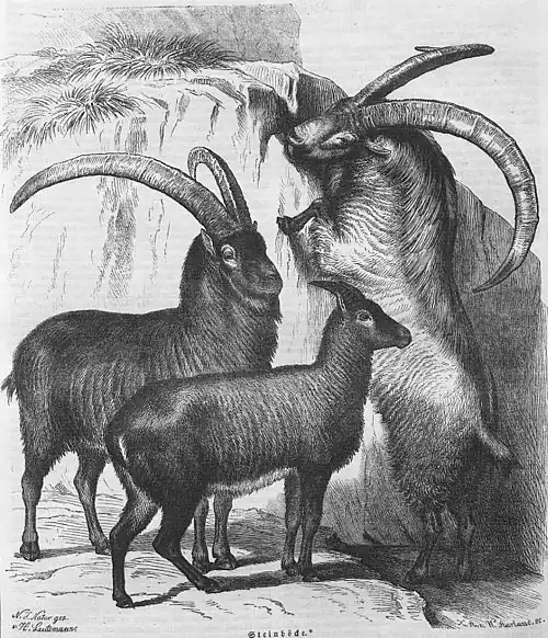 Die Gartenlaube (1858) b 117.jpg Steinböcke (Heinrich Leutemann)