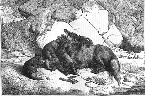 Die Gartenlaube (1858) b 189.jpg Eine Fuchsfamilie vor dem Bau (Guido Hammer) (S)