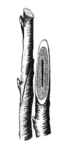 Die Gartenlaube (1858) b 248 4.jpg d. das Copuliren