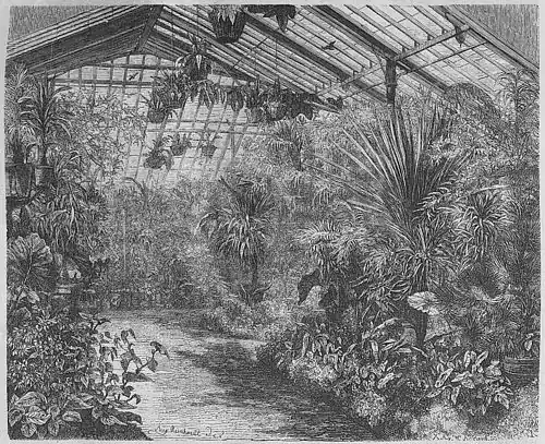 Die Gartenlaube (1859) b 069.jpg Palmenhaus des Dresdner Wintergartens