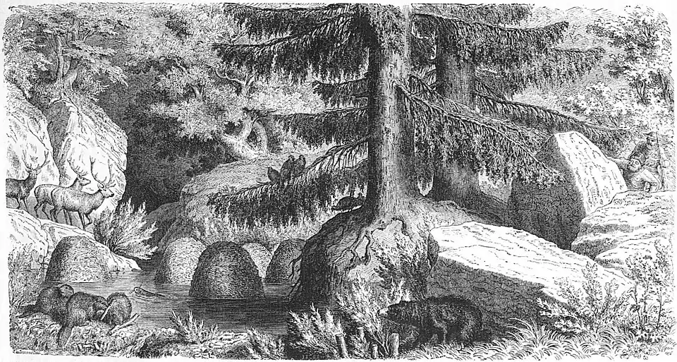Die Gartenlaube (1859) b 553.jpg Thier- und Landschaftsbild aus dem Norden Amerika’s (Heinrich Leutemann)