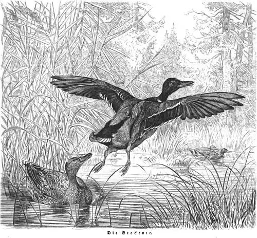 Die Gartenlaube (1860) b 141.jpg Die Stockente (Guido Hammer)