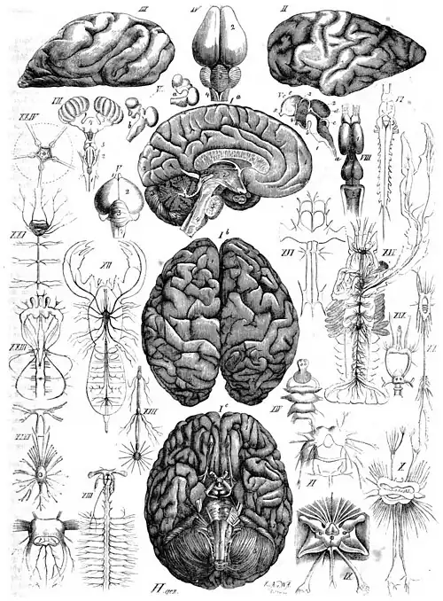 Die Gartenlaube (1860) b 157.jpg Gehirne, Nervensystem (S)