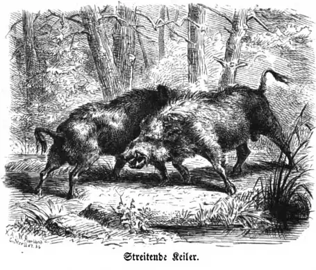 Die Gartenlaube (1860) b 373 1.jpg Streitende Keiler