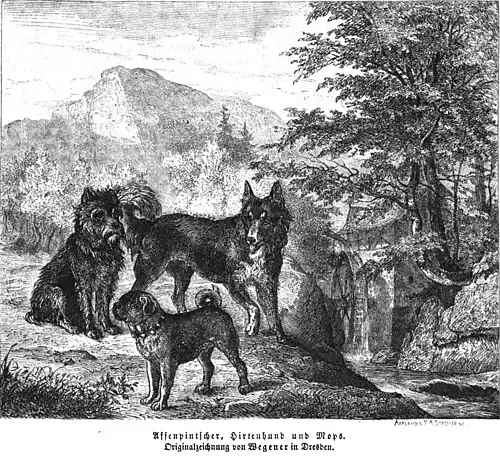 Die Gartenlaube (1860) b 828.jpg Affenpinscher, Hirtenhund und Mops Originalzeichnung von Wegener in Dresden