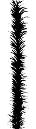 Die Gartenlaube (1861) b 432.jpg Radblume