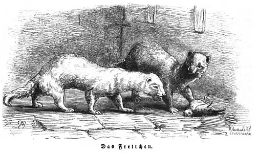 Die Gartenlaube (1861) b 700.jpg Das Frettchen (Ludwig Beckmann)
