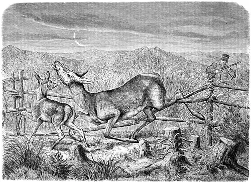 Die Gartenlaube (1862) b 789.jpg Auf dem Anstand in der Morgendämmerung (Guido Hammer) (S)