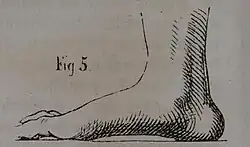 Die Gartenlaube (1863) b 071_2.jpg Fig. 5 Schmale Fuß