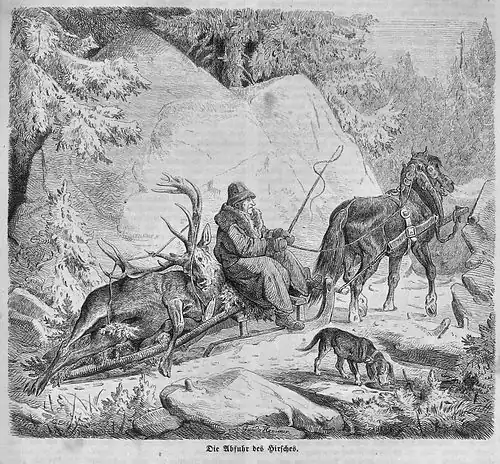 Die Gartenlaube (1863) b 325.jpg Die Abfuhr des Hirsches (Guido Hammer)