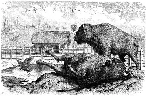 Die Gartenlaube (1864) b 565.jpg Die Bisons im Hamburger Thiergarten Nach der Natur gezeichnet von H. Leutemann (S)