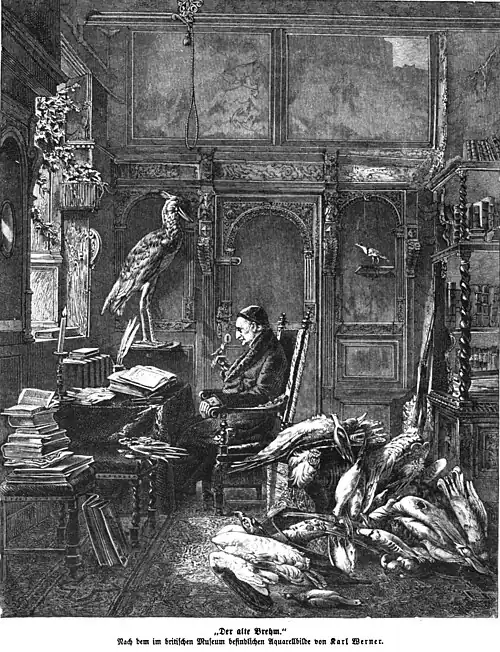 Die Gartenlaube (1864) b 661.jpg „Der alte Brehm“ Nach dem im britischen Museum befindlichen Aquarellbilde von Karl Werner