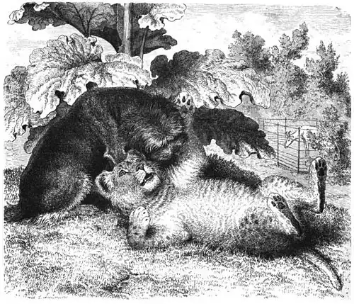 Die Gartenlaube (1865) b 188.jpg Die junge Löwin und ihre Pflegemutter Nach der Natur gezeichnet von H. Leutemann