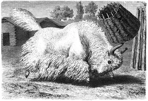 Die Gartenlaube (1865) b 461.jpg (S) Der Jak im Dresdner zoologischen Garten Nach der Natur gezeichnet von H. Leutemann