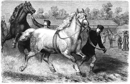 Die Gartenlaube (1865) b 581.jpg (S) percheron - Pferd des Herrn Nathusius Nach der Natur gezeichnet von H. Leutemann