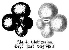 Die Gartenlaube (1865) b 710 2.jpg Fig. 4. Globigerina Sehr stark vergrößert.