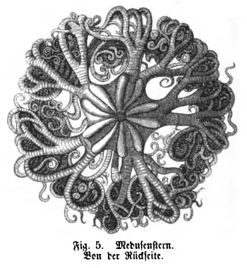 Die Gartenlaube (1865) b 710 3.jpg Fig. 5. Medusenstern von der Rückseite.