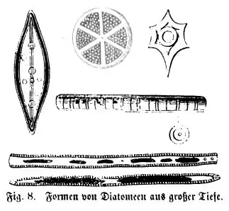 Die Gartenlaube (1865) b 711 2.jpg Fig. 8. Formen von Diatomeen aus großer Tiefe.