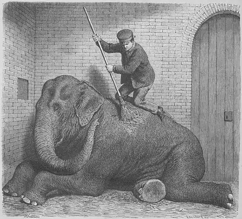 Die Gartenlaube (1866) b 021.jpg Elephantentoilette. Nach der Natur gezeichnet von H. Leutemann.