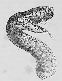 Die Gartenlaube (1866) b 157.jpg Das Gebiß der Kreuzotter.
