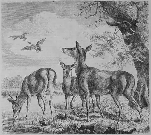 Die Gartenlaube (1866) b 325.jpg Hochwild am Wasser. Nach der Natur gezeichnet von Guido Hammer.