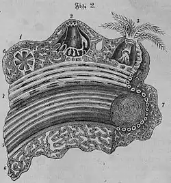 Die Gartenlaube (1866) b 327 2.jpg Fig. 2. Anatomie des Edelkoralls.