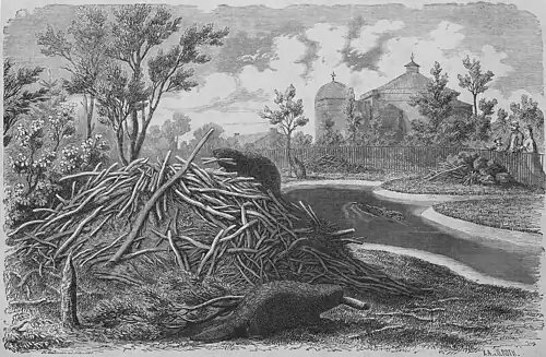Die Gartenlaube (1866) b 637.jpg (S) Die Biber-Burg im zoologischen Garten in Hamburg. Nach der Natur gezeichnet von H. Leutemann.