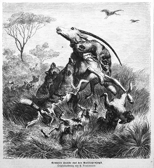 Die Gartenlaube (1867) b 021.jpg Gemalte Hunde auf der Antilopenjagd. Originalzeichnung von H. Leutemann.