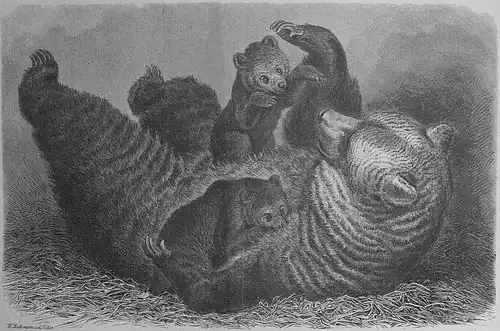 Die Gartenlaube (1867) b 445.jpg (S) Die jungen Bären im zoologischen Garten zu Dresden. Nach der Natur gezeichnet von H. Leutemann.