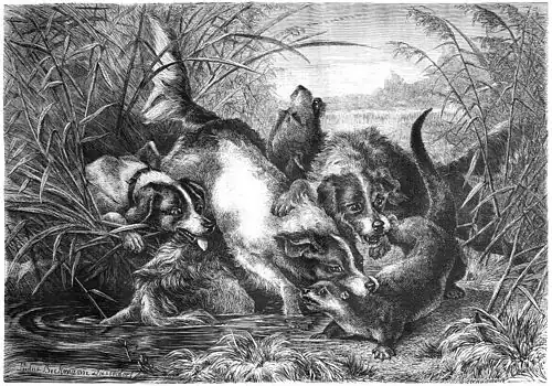 Die Gartenlaube (1868) b 189.jpg Die Jagd auf den Otter (Ludwig Beckmann) (S)