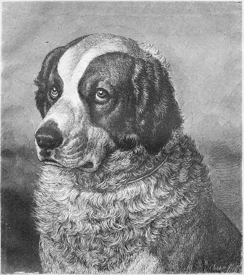 Die Gartenlaube (1868) b 413.jpg Leonberger Hund Murphy, im Besitz eines Privatmannes in Leipzig. Nach der Natur gezeichnet von H. Leutemann