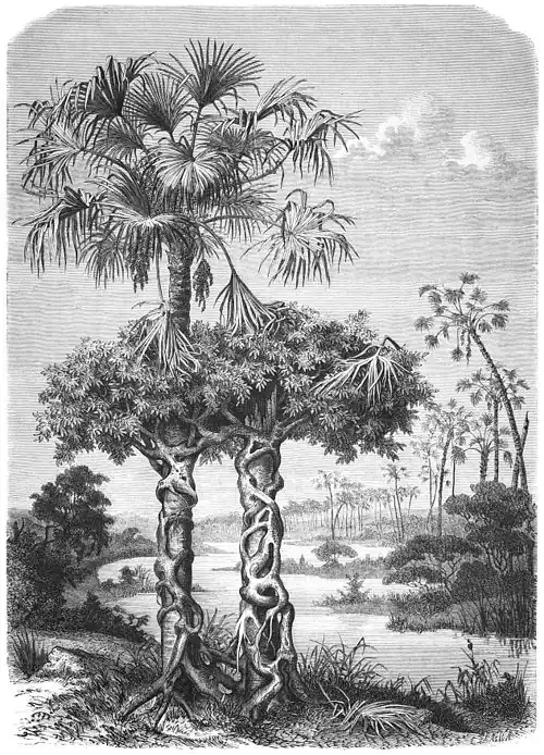 Die Gartenlaube (1869) b 540.jpg Die Weinpalme im Kampf mit dem Baumwürger. Nach der Natur aufgenommen (S)