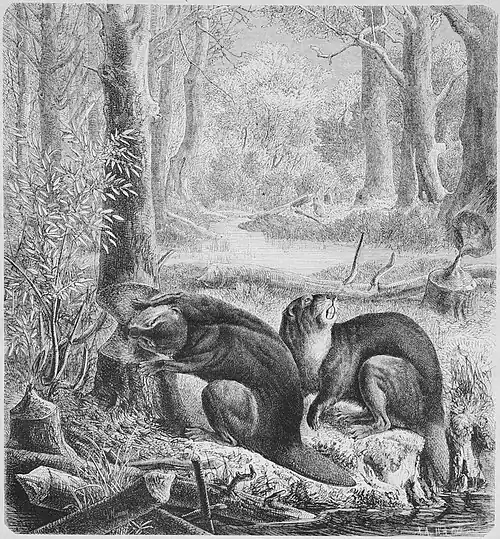 Die Gartenlaube (1869) b 631.jpg Biber bei Nacht. Originalzeichnung von Guido Hammer