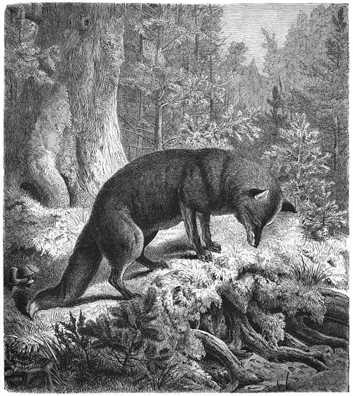 Die Gartenlaube (1870) b 309.jpg Schlaumeier am gedeckten Tisch Originalzeichnung von Guido Hammer