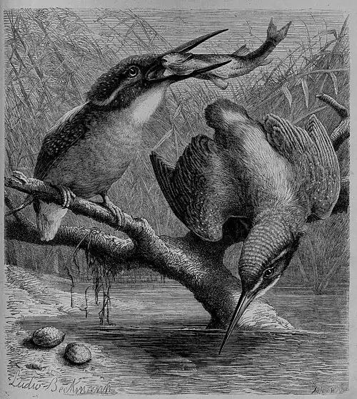 Die Gartenlaube (1870) b 389.jpg Eisvögel Nach der Natur aufgenommen von Ludwig Beckmann