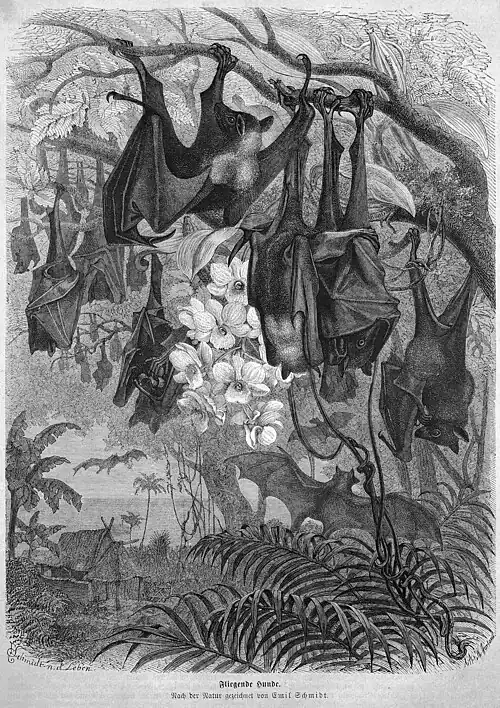 Die Gartenlaube (1871) b 525.jpg Fliegende Hunde (S)