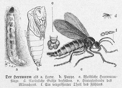 Die Gartenlaube (1871) b 667.jpg Der Heerwurm