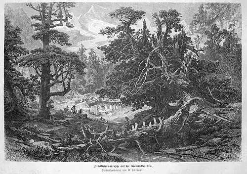 Die Gartenlaube (1872) b 506.jpg Zirbelkiefern-Gruppe auf der Grawandter-Alm. Originalzeichnung von R. Püttner.