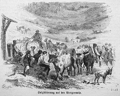 Die Gartenlaube (1872) b 575 2.jpg Salzfütterung auf der Wengernalp.