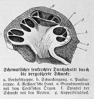 Die Gartenlaube (1872) b 585 1.jpg Schematischer senkrechter Durchschnitt durch die vergrößerte Schnecke.