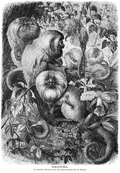 Die Gartenlaube (1872) b 851.jpg Löwenäffchen. Im Berliner Aquarium nach dem Leben gezeichnet von G. Mützel.