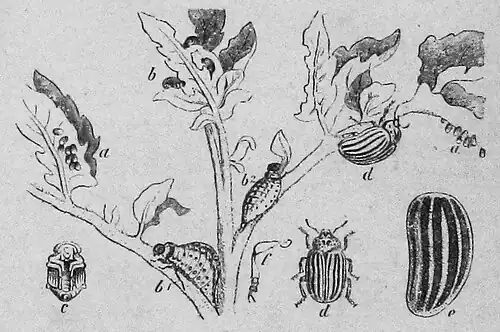 Die Gartenlaube (1873) b 103.jpg