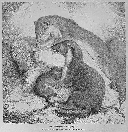 Die Gartenlaube (1873) b 247.jpg Wiesel-Ehepaar beim Frühstück. Nach der Natur gezeichnet von Guido Hammer